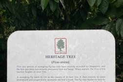Heritage Tree - Strangling Fig